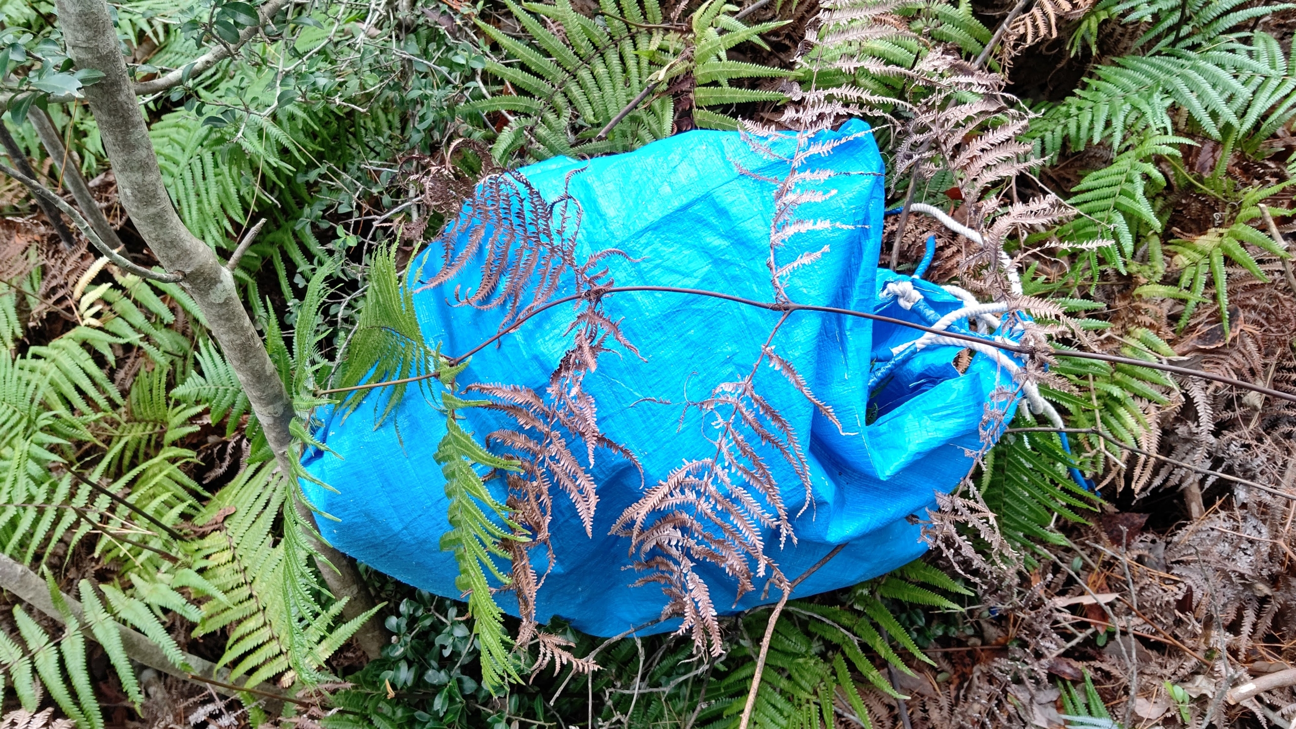 この場所のウラジロは5段-2020-12-02