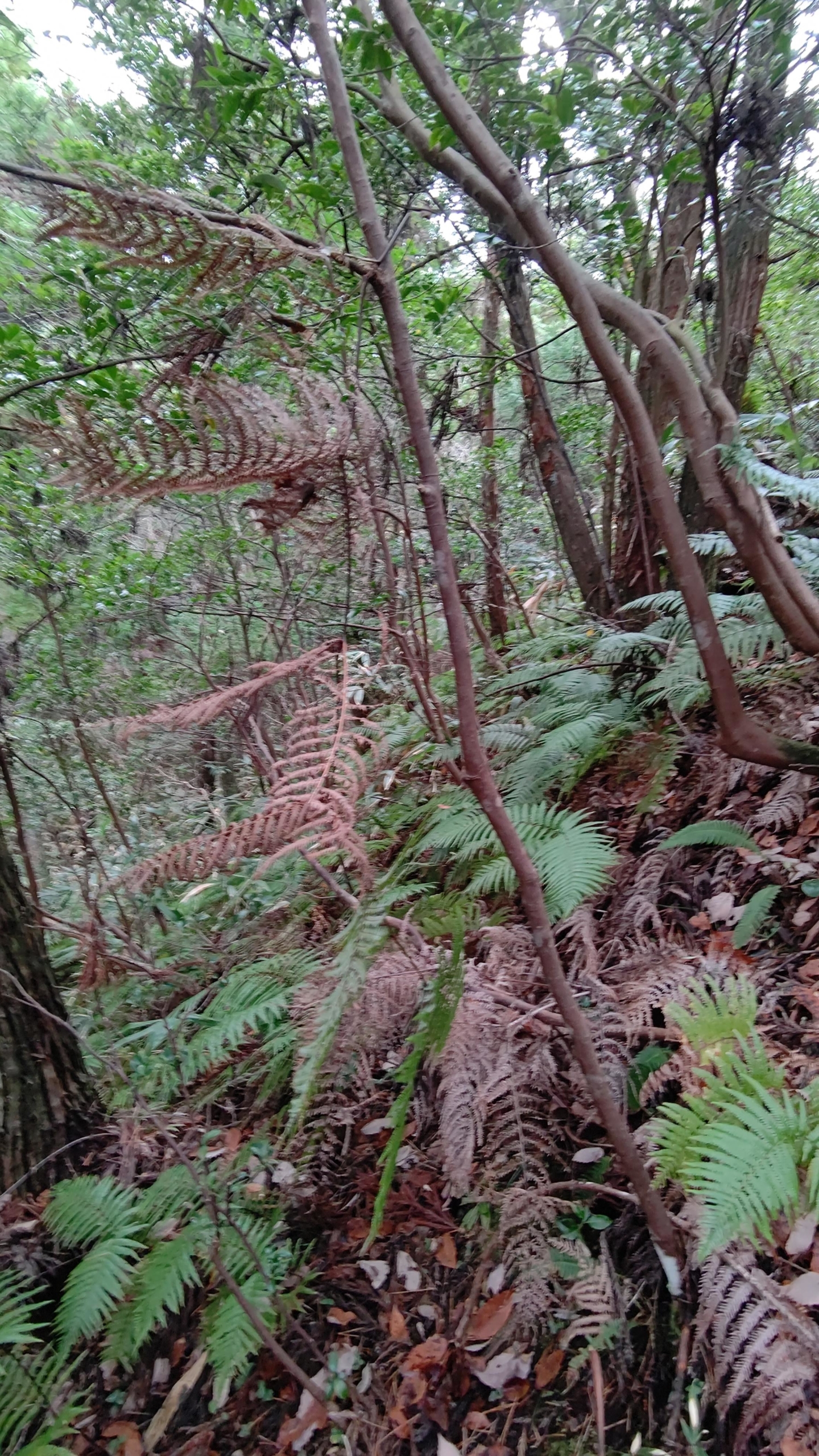 山の入り口で6段見つかりました-2020-12-02