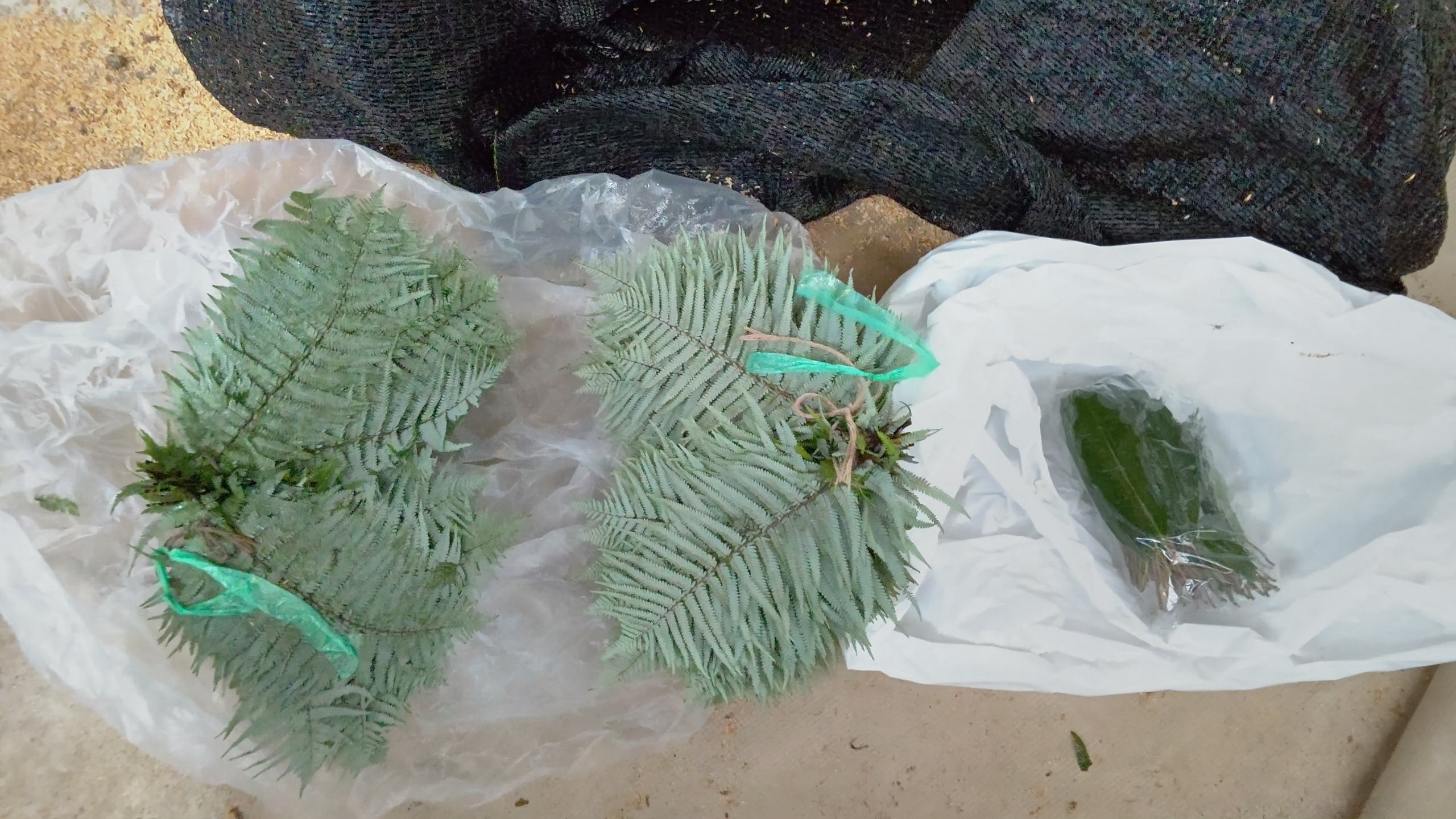 ウラジロ採取3回目の去年の12月に初めて試したことです-2021-01-21