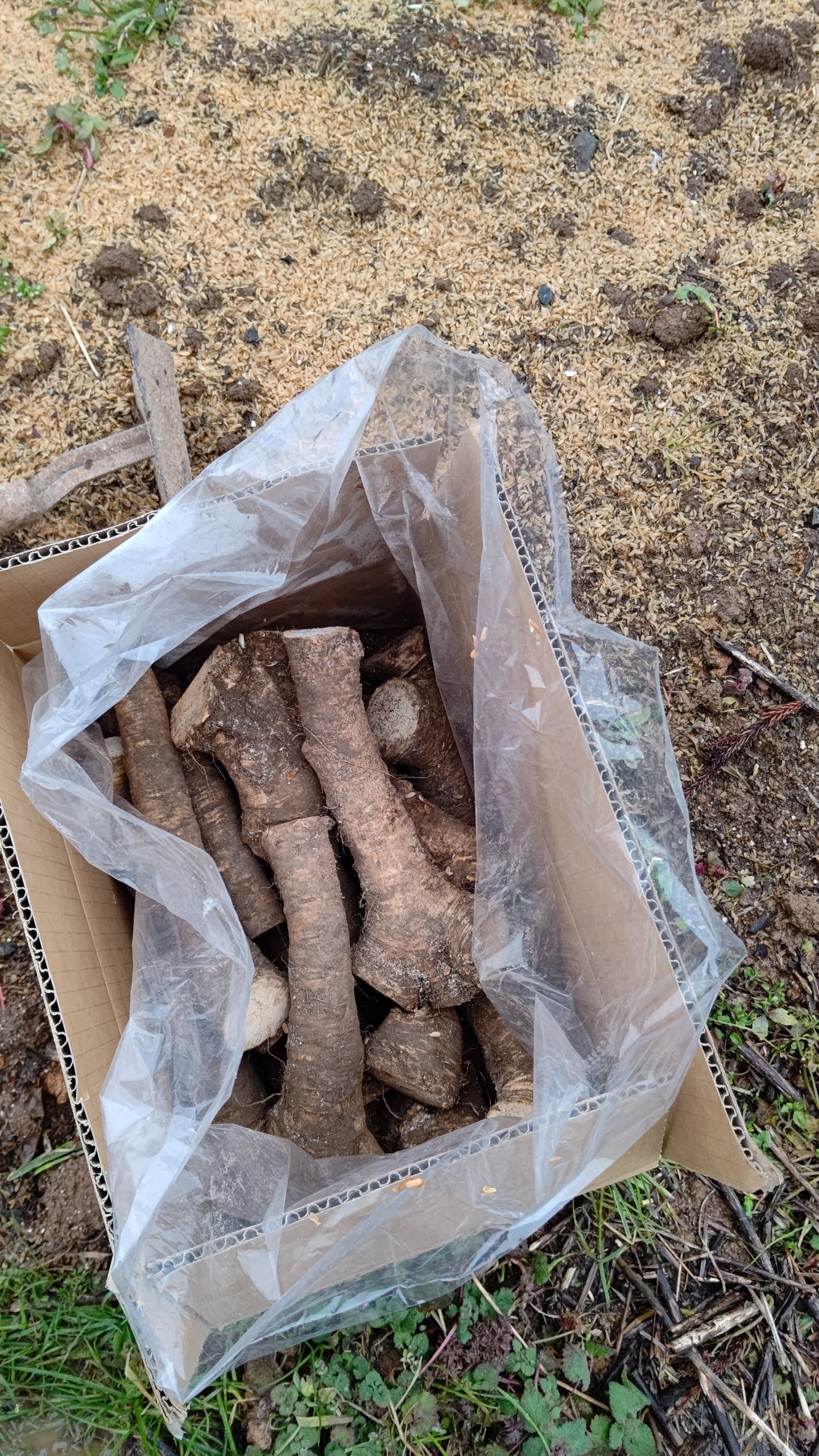 西洋わさび5キロ分とえん麦を植えつけ-2021-02-07