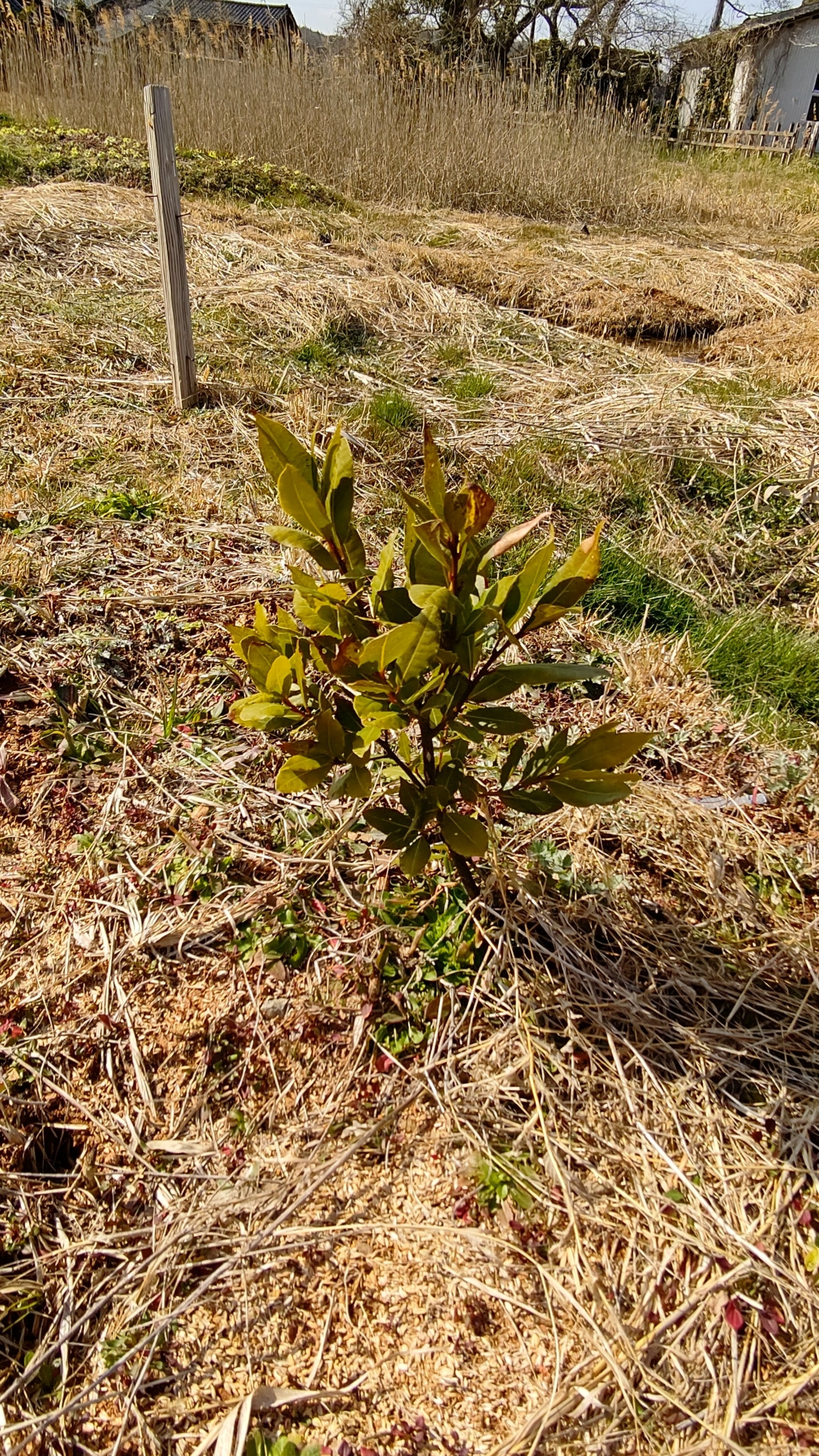 お彼岸が近いので、草刈りしてました-2021-03-17