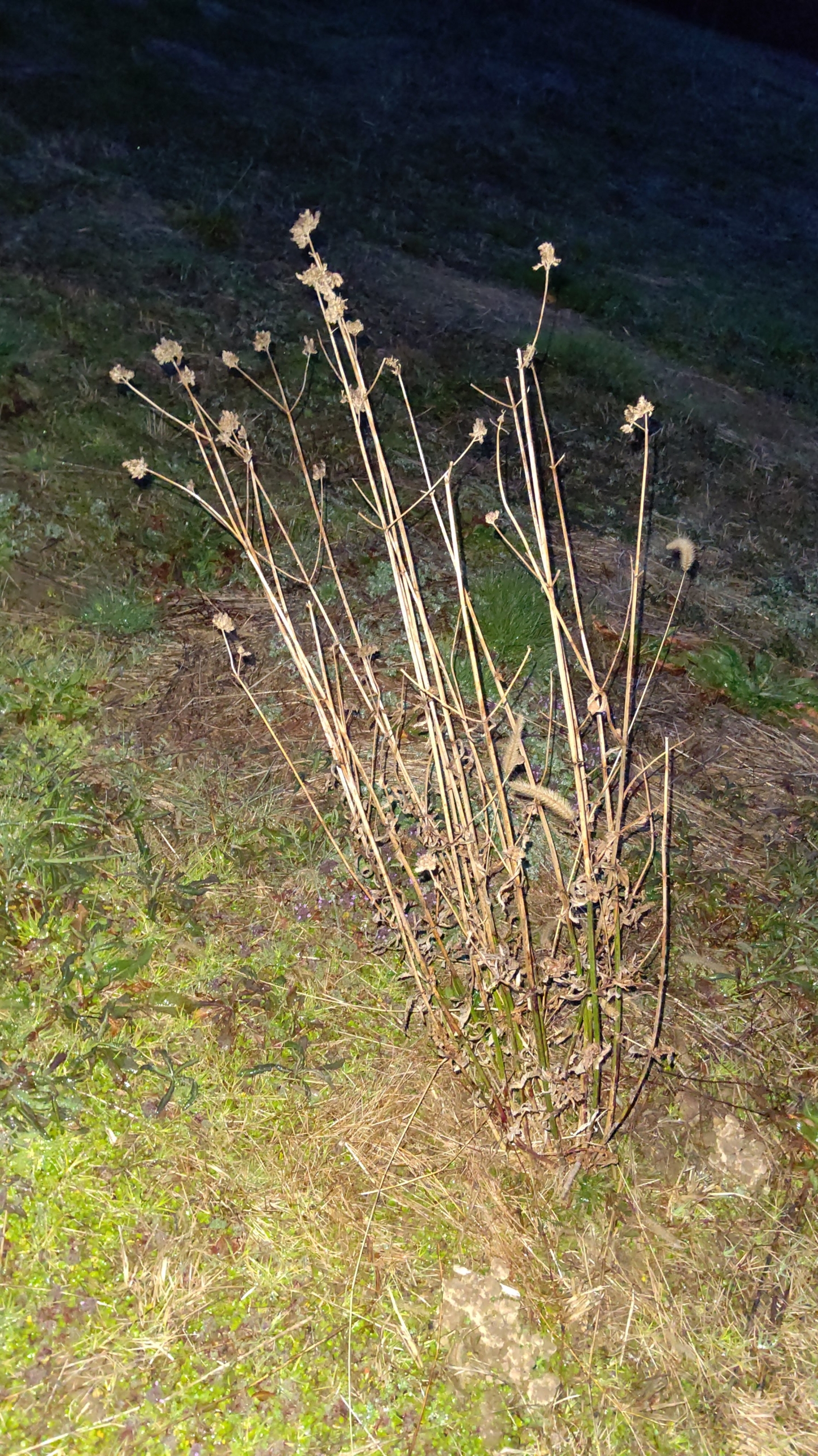 三尺バーベナを育てている区画の周囲の草刈り-2021-03-20