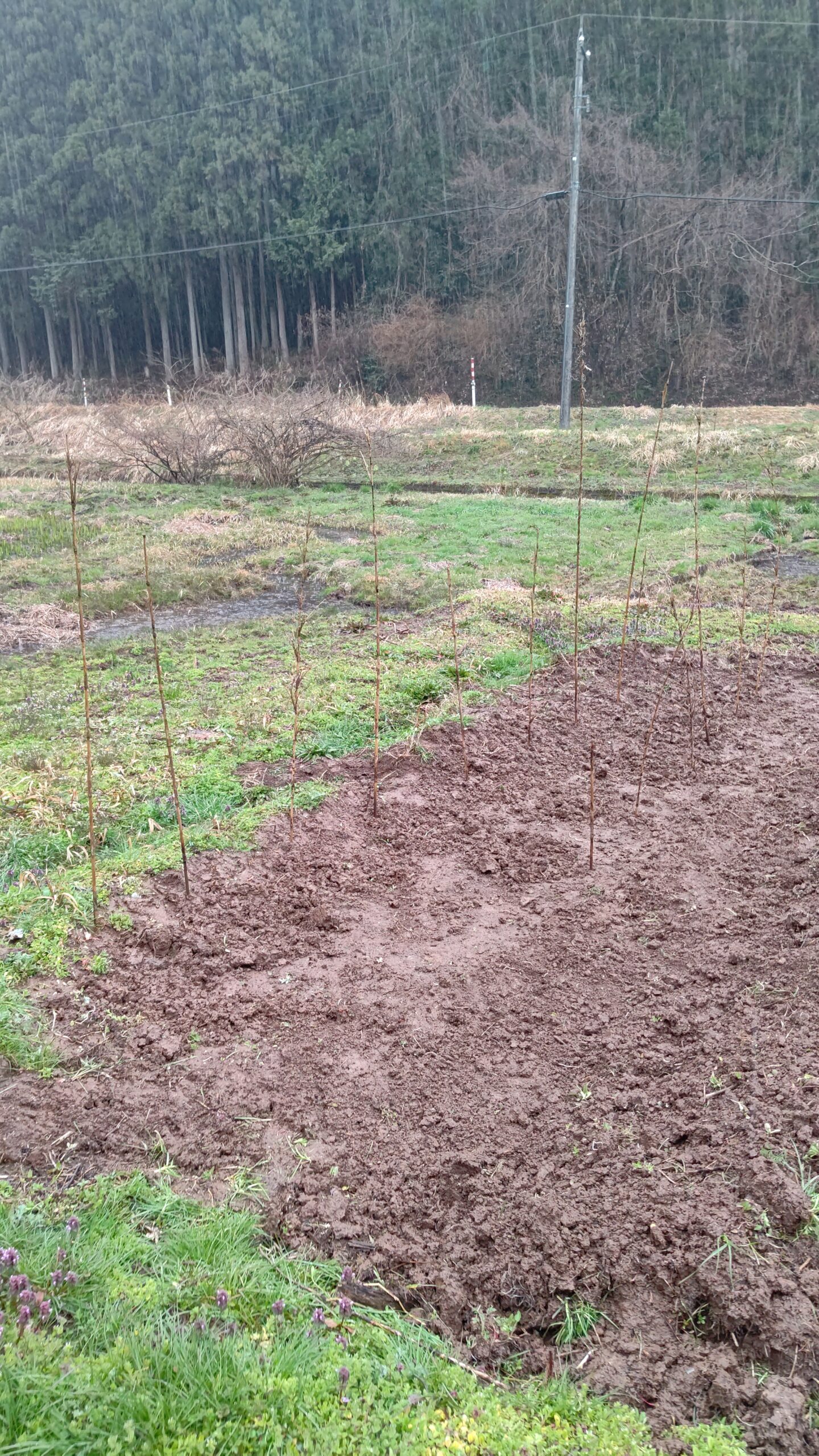 西洋わさびを移植しました-2021-03-26