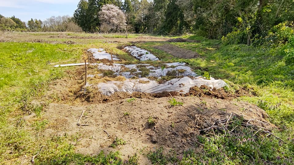 西洋わさびはイノシシ避けに効果があったみたいです-2021-04-15