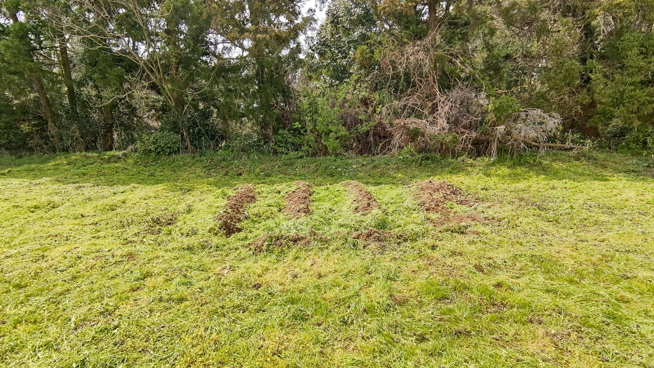 刈草をうねの通路に敷きつめました-2021-03-29