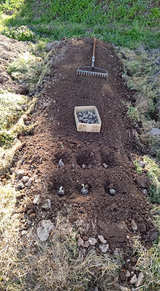 三宅薬品さんからもらったヤーコンのアンデスの雪の苗36個を苗床に移しました-2021-04-07