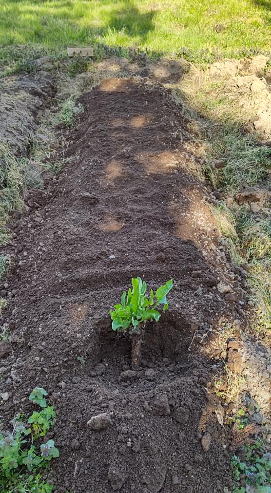 西洋わさび1株をヤーコンのアンデスの雪の苗床に植えました-2021-04-07