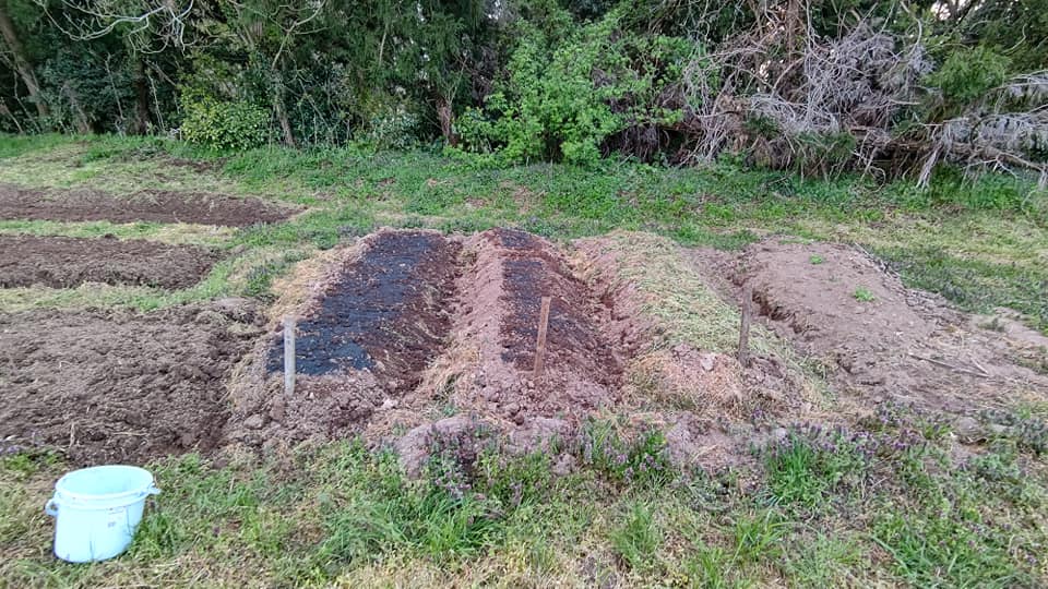 ヤーコンの苗づくりを始めました-2021-04-08