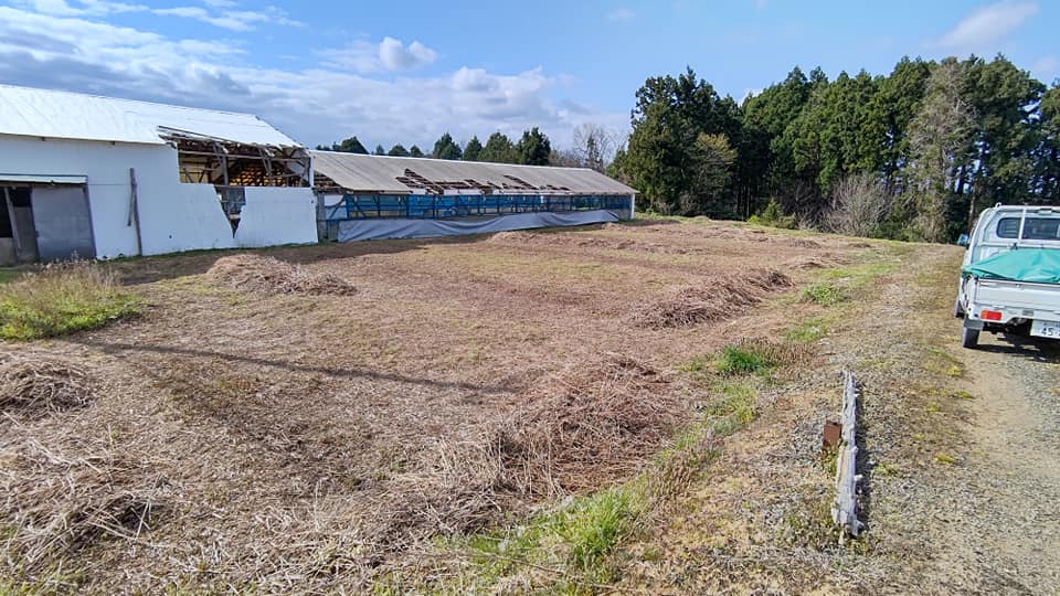 セイタカアワダチソウの根っこを取る作業始めました(1)2021-04-10