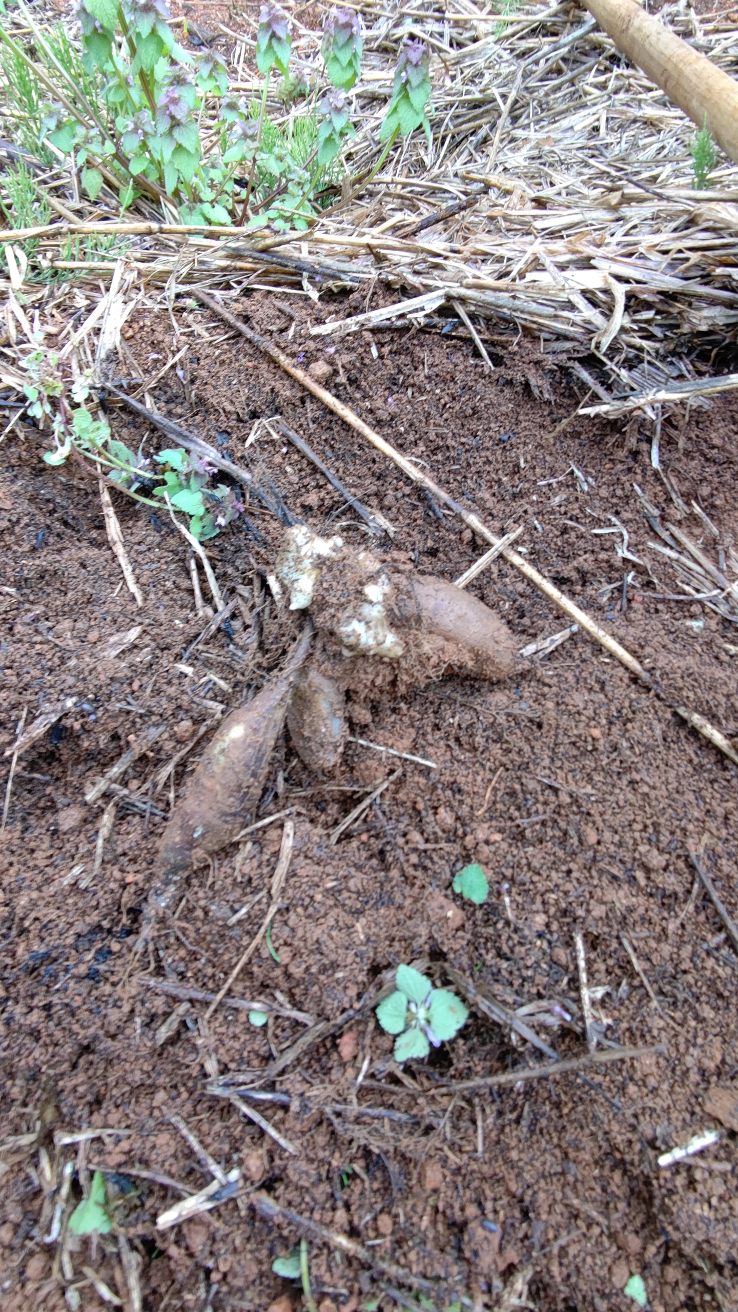 ヤーコンとキクイモ用の畝を作ってました-2021-05-02