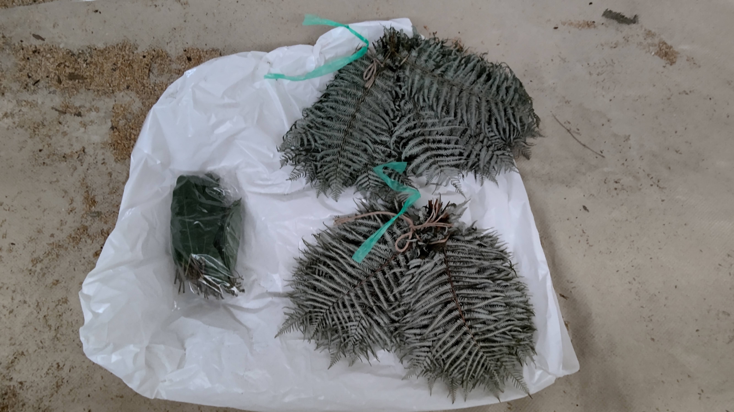 今年の正月飾りで使った「ウラジロ」と「ユズリハ」です-2021-05-06