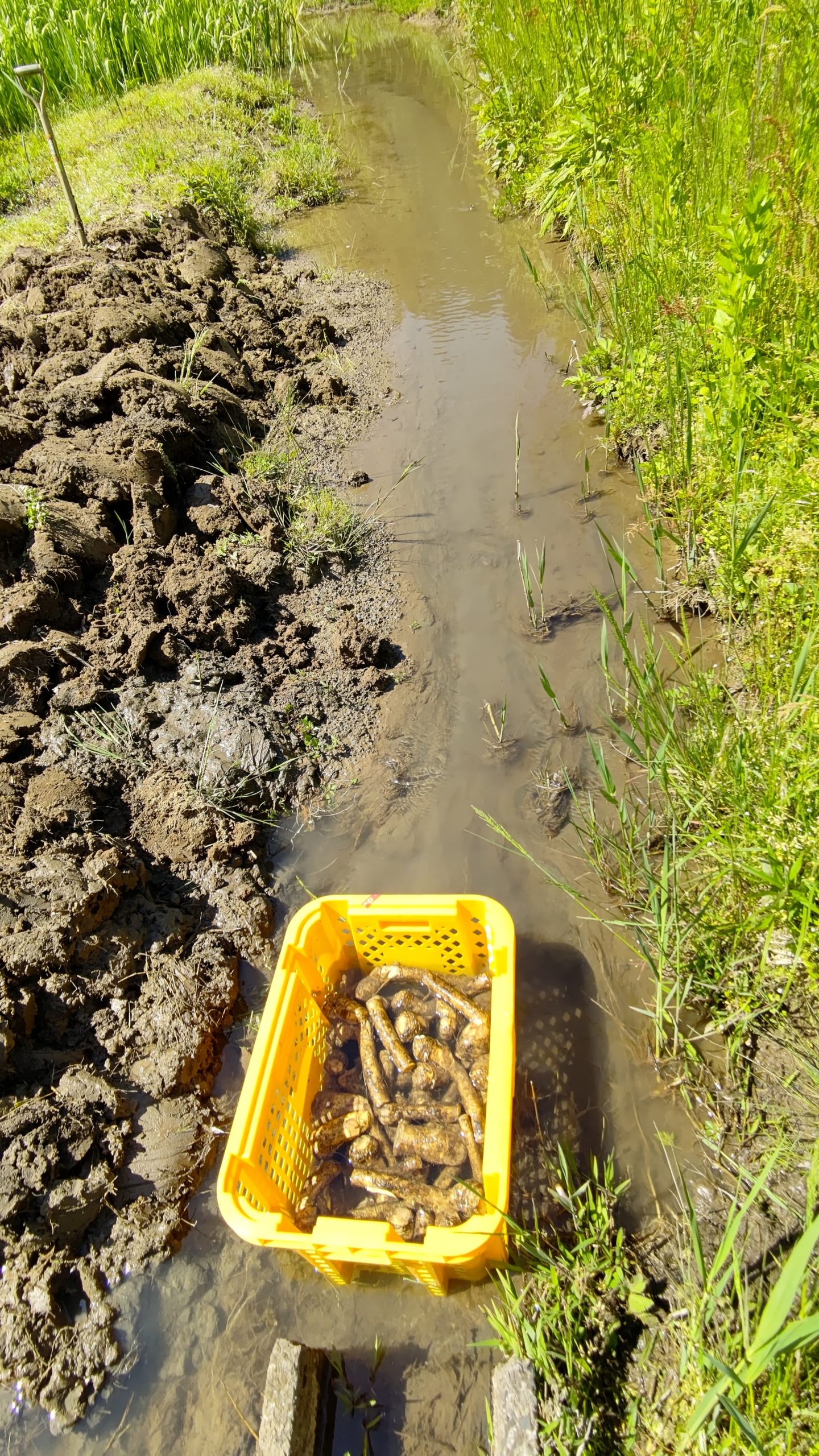 イノシシが荒らした区画に西洋わさびを植えました-2021-05-13