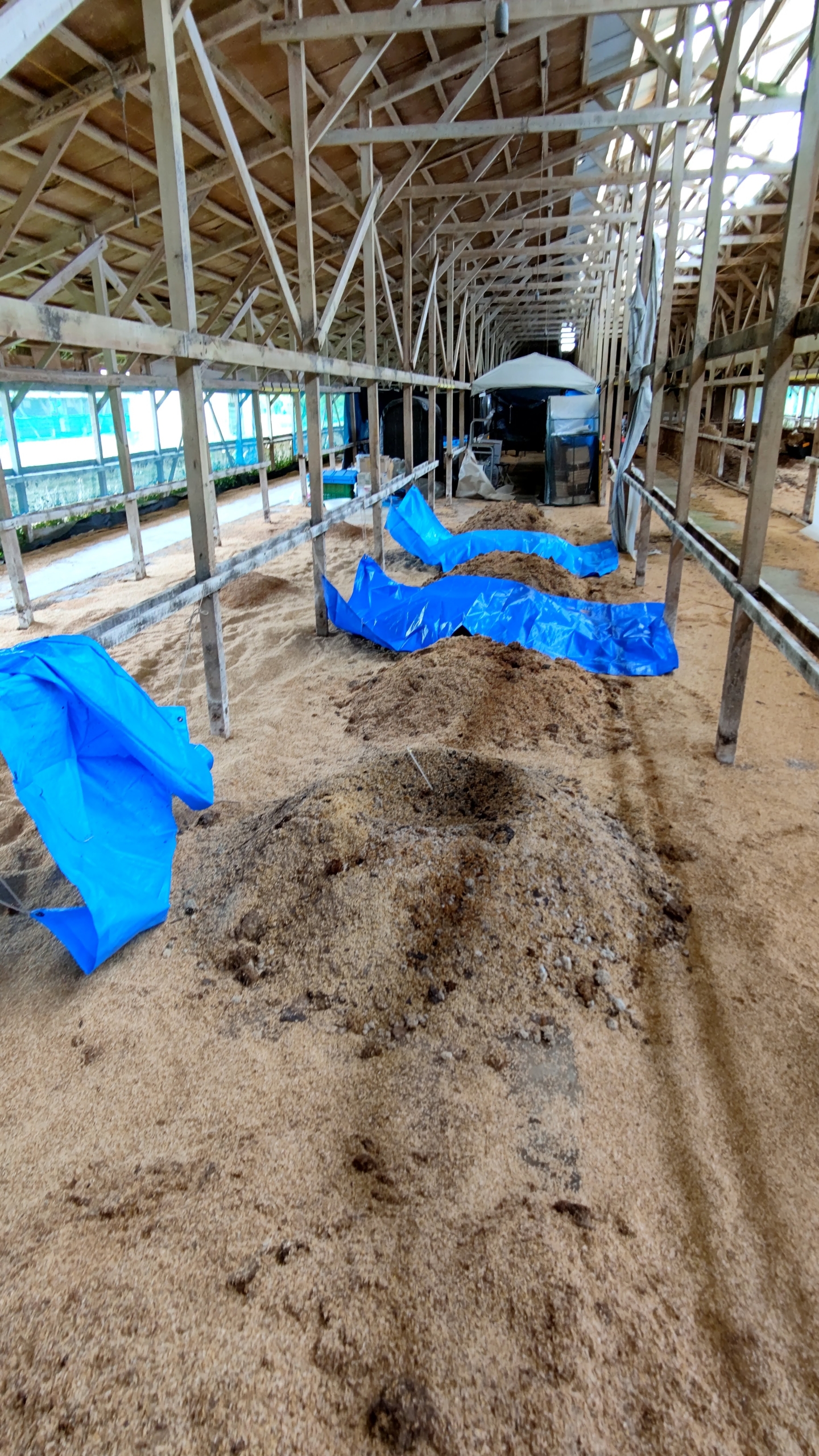 ブルーシートをかぶせて3日後のボカシ肥料です-2021-05-20