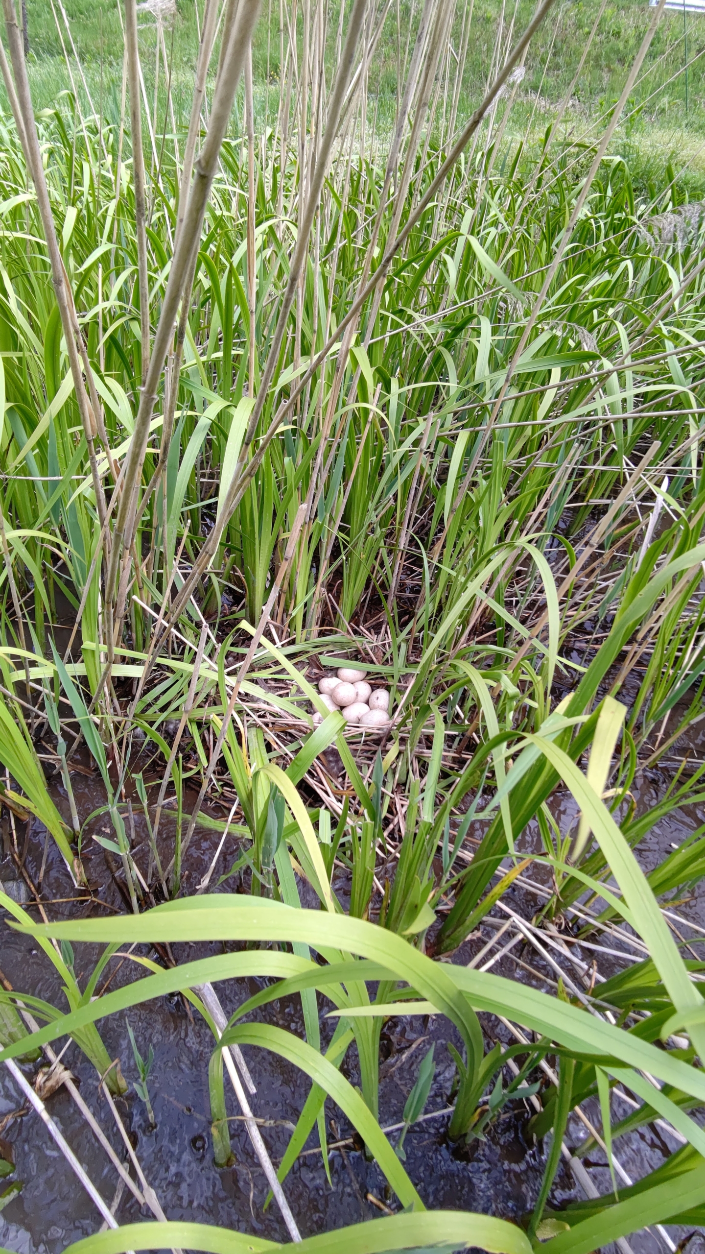 今年も森本石油さんに菖蒲湯で使う匂い菖蒲を届けました-2021-05-03