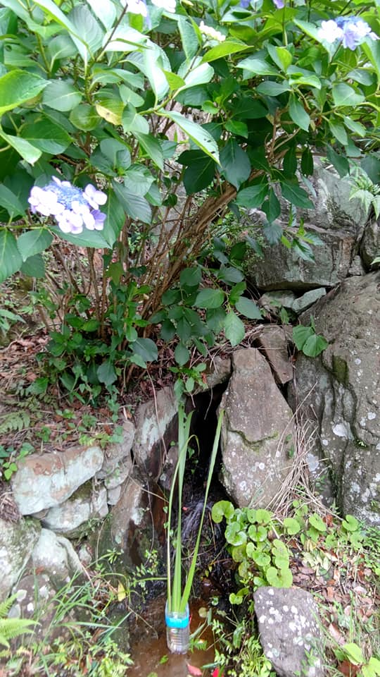 滝谷花菖蒲園さんにアポ無しであいさつしてきました-2021-07-12