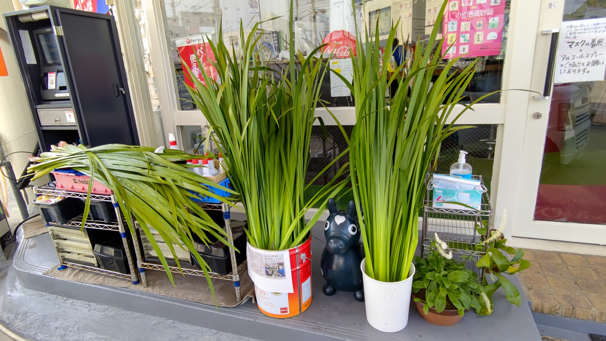 森本石油さんに匂い菖蒲を引き取ってもらいました-2021-06-08