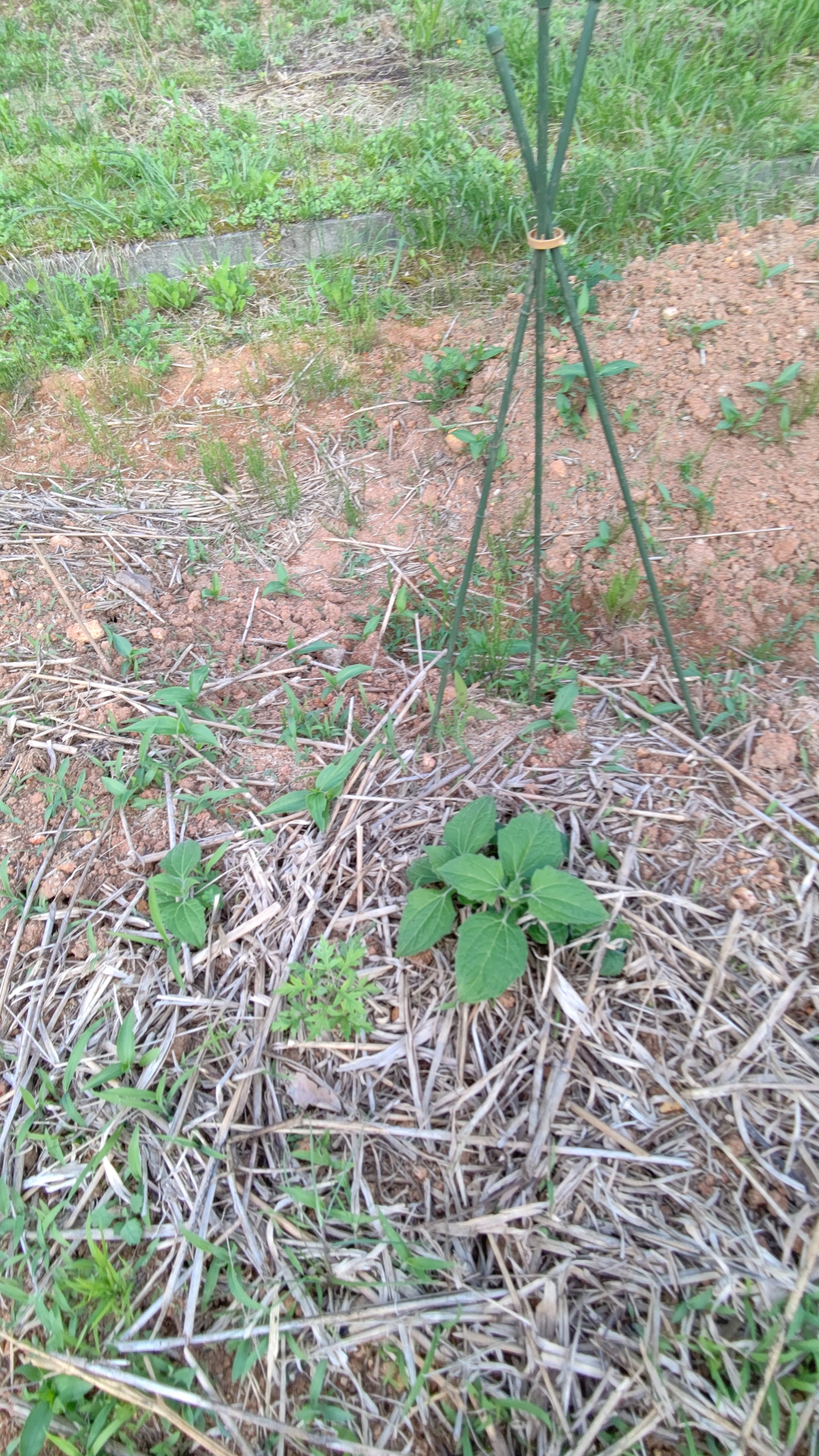 今年で４年目になるヤーコンですが越冬してくれました-2021-06-09