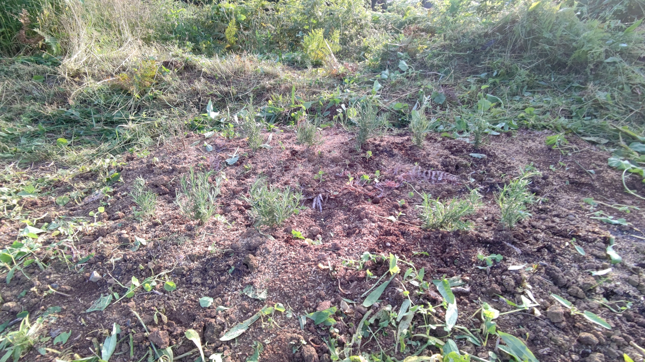 セイタカアワダチソウにおおわれたので、草刈り-2021-06-10