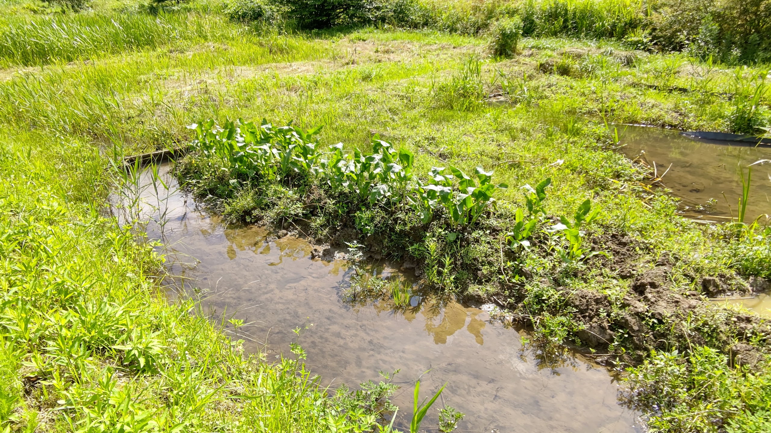 今年は西洋わさびを植えたためか、まだ荒らされていません-2021-06-21