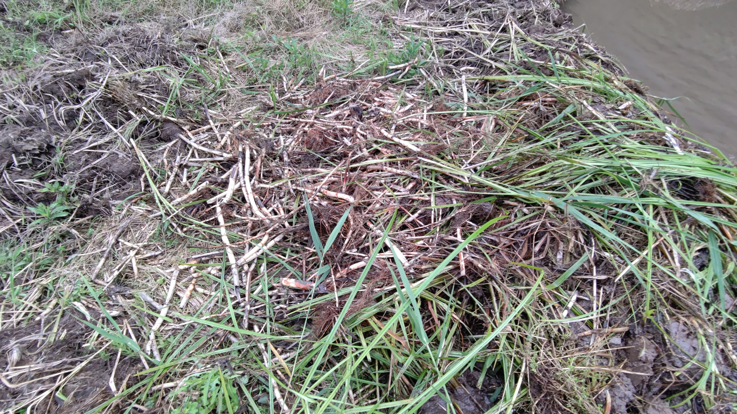 山盛りになっている白い地下茎は「オギ」です-2021-06-28