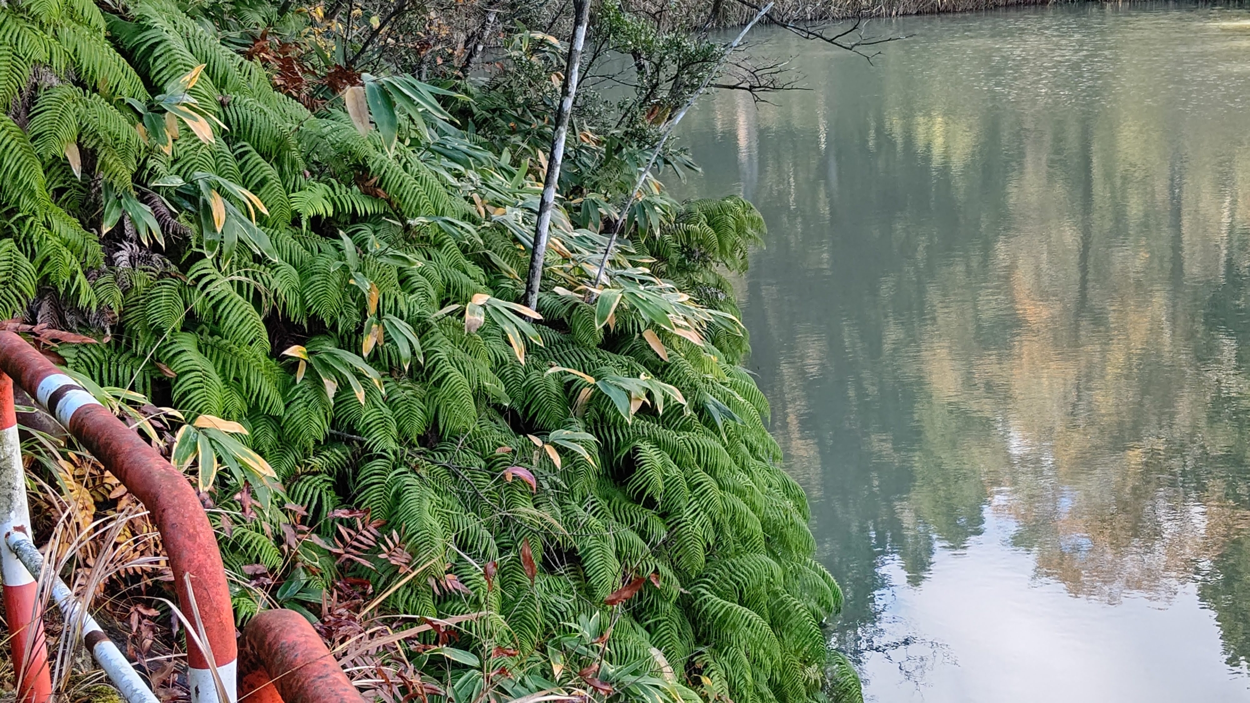 今年は肺炎の治療をしながら正月飾りや鏡もちで使うウラジロを集めてます-2021-11-19