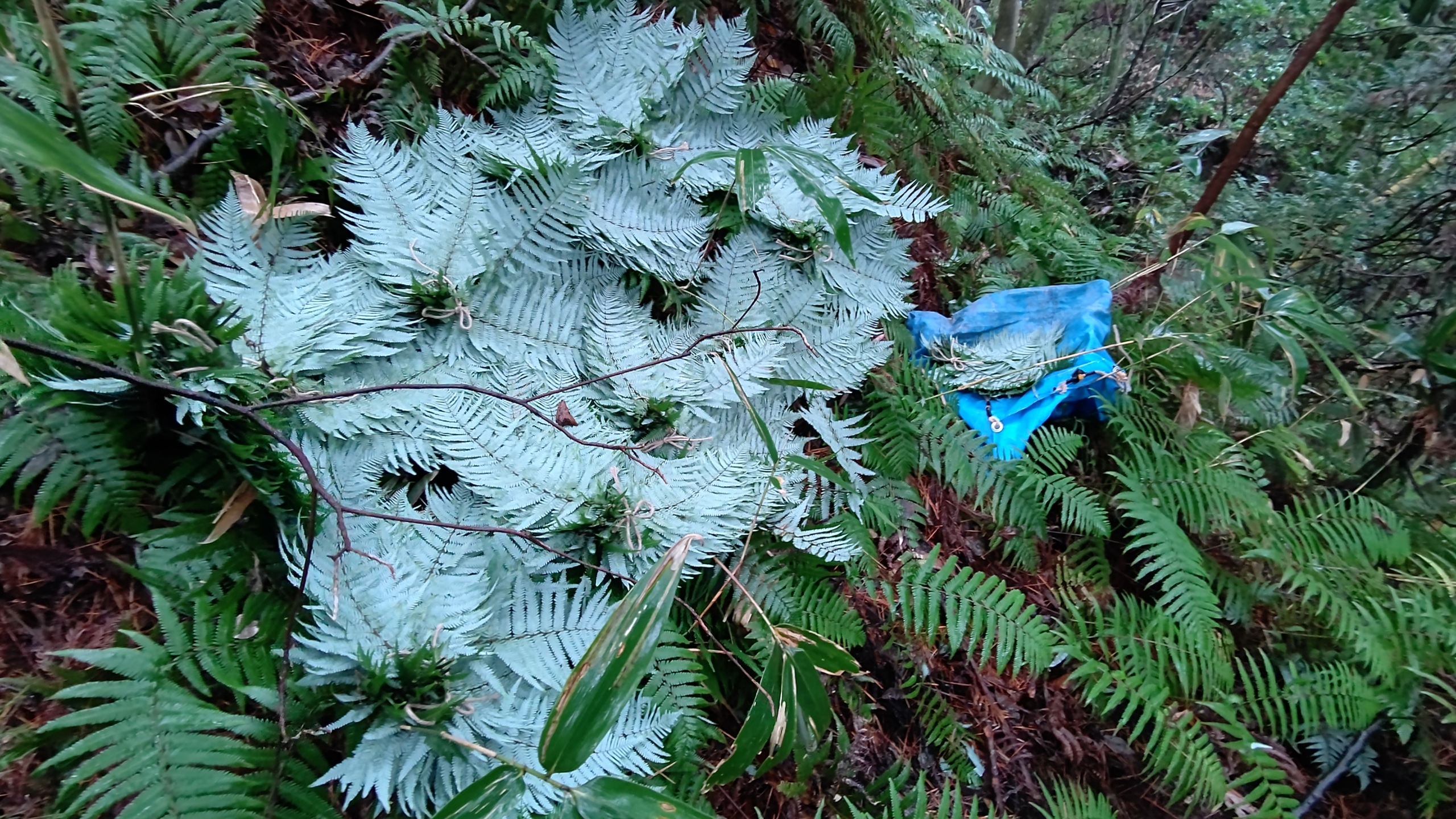 正月のしめ飾りや鏡もちで使うウラジロを集める方は昨日で終わりました2021-12-07