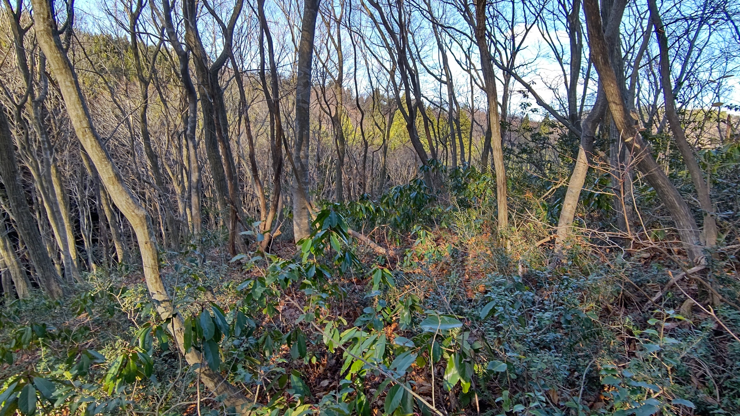 今日もエゾユズリハの葉を集めてます-2021-12-10