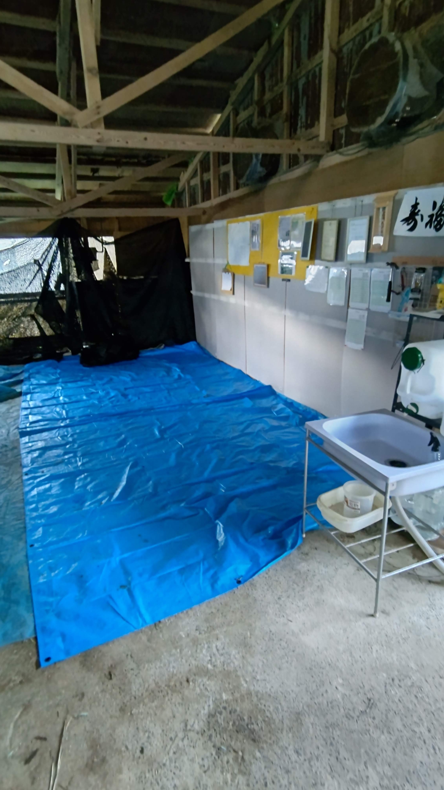 ウラジロとユズリハは大きなケガもなく無事に終わりました-2021-12-11