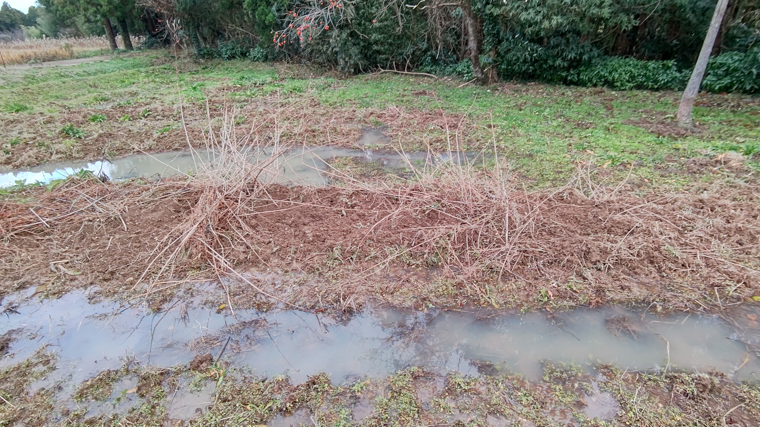 ここのキクイモ畑は西洋ワサビを一緒に植えていないので、食い散らかされました-2021-12-13