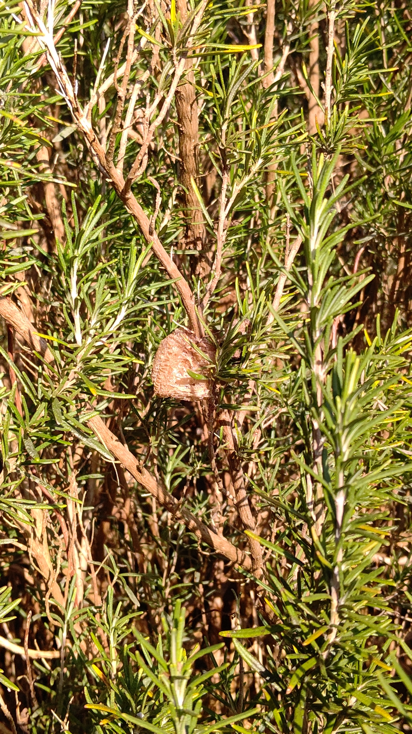 今年も森本石油さんにローズマリートスカナブルーを届けました2021-12-23