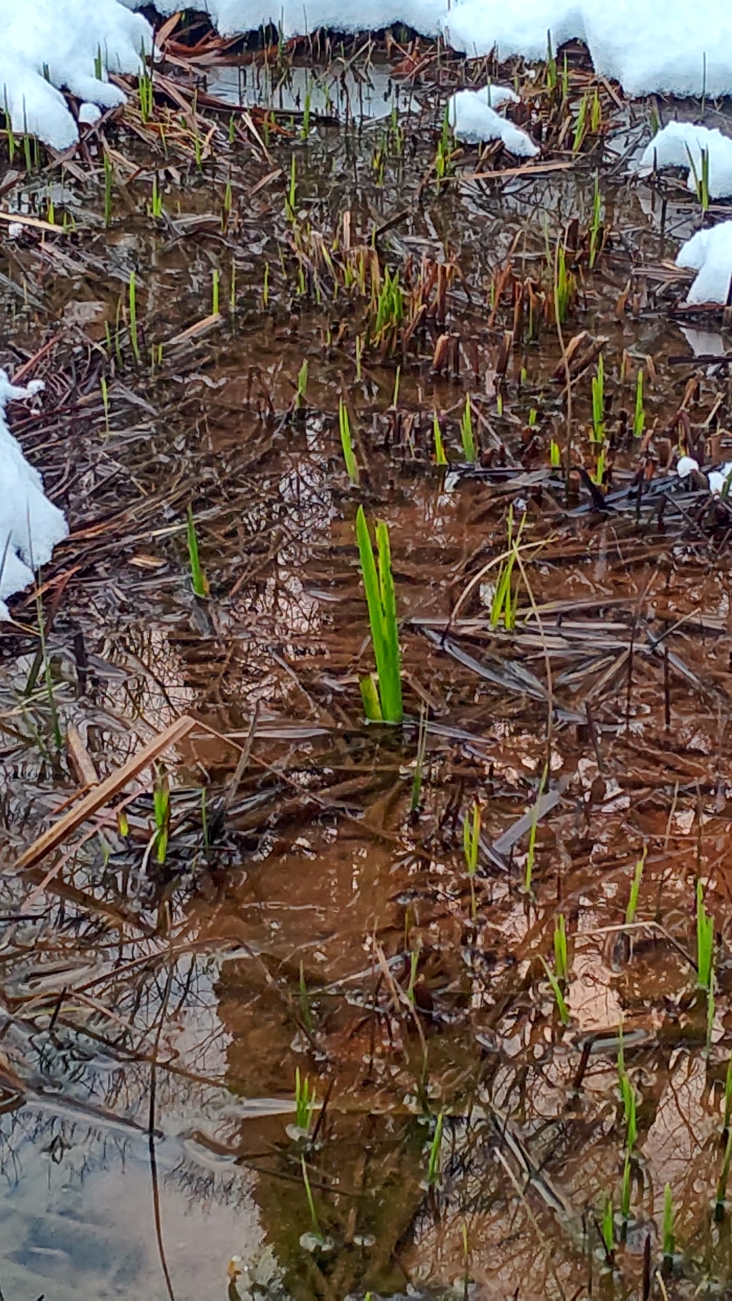 午後から歩いて畑の見回りしたけど夕暮れまでに半分しか出来なかった-2022-01-02
