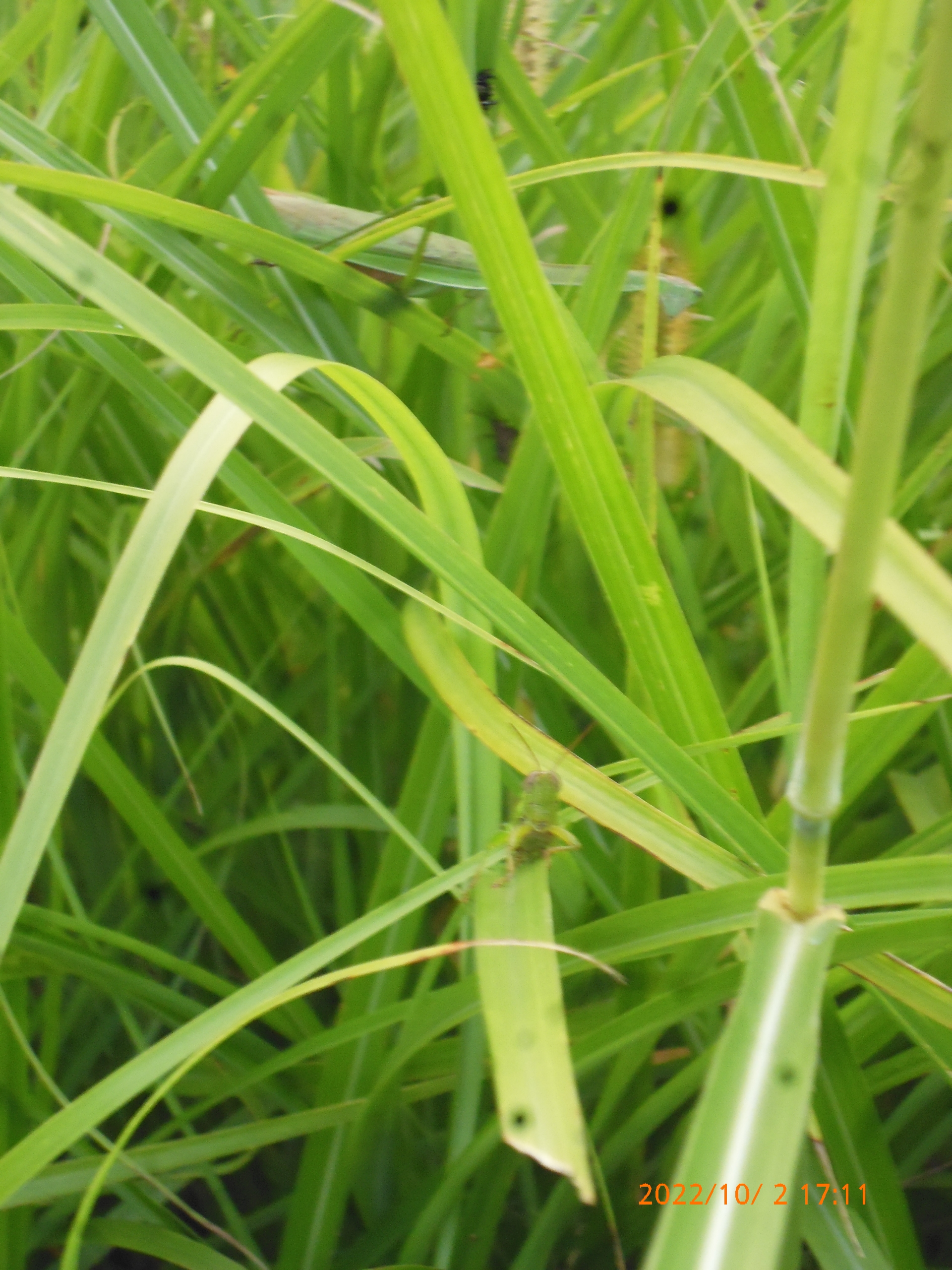 すすきの中でバッタを狙うカマキリ-2022-10-02