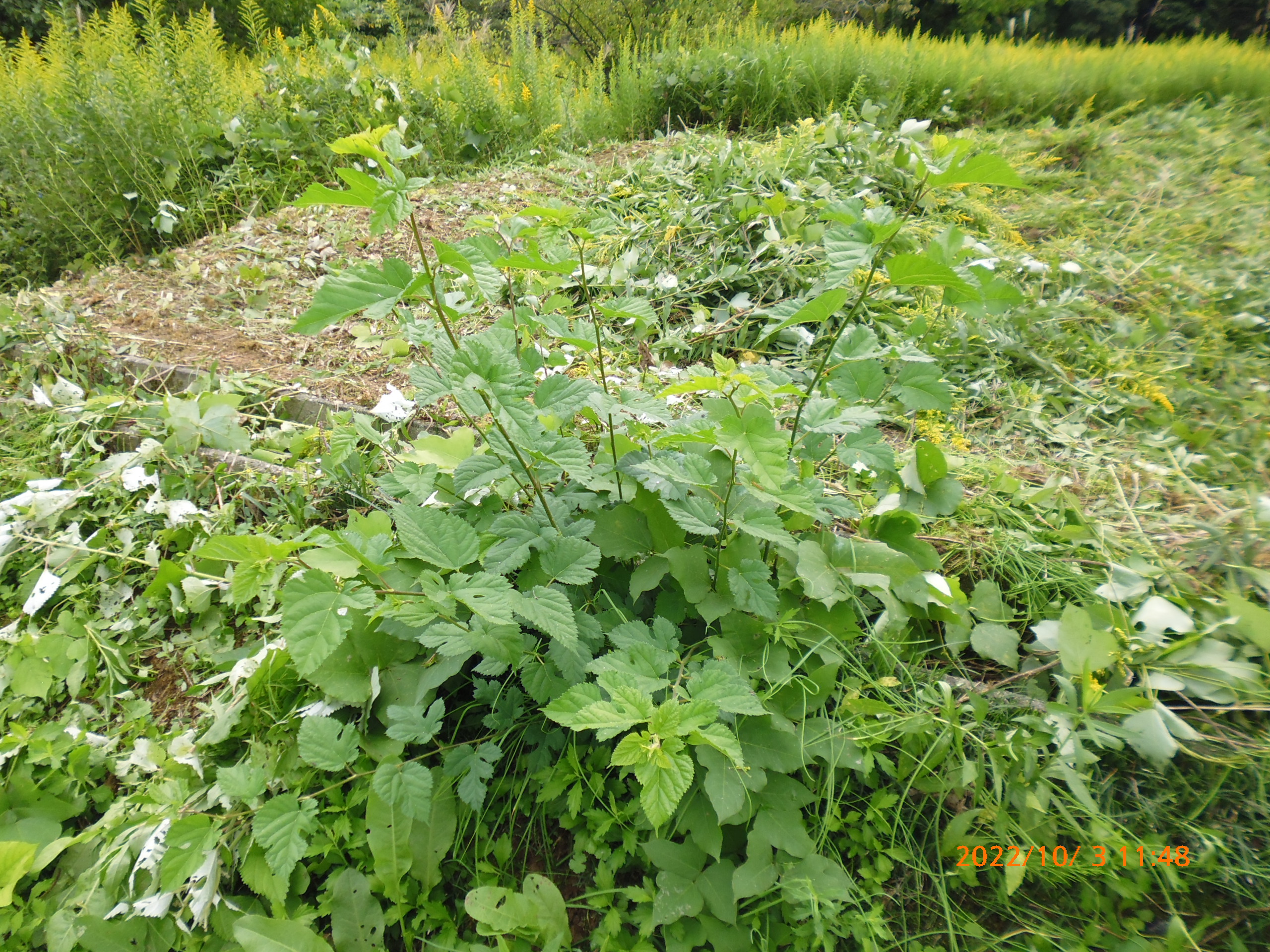 昔の桑畑だった頃からある桑の木が近くにある場所は草刈りをしても、今でも桑が出てきます-2022-10-07