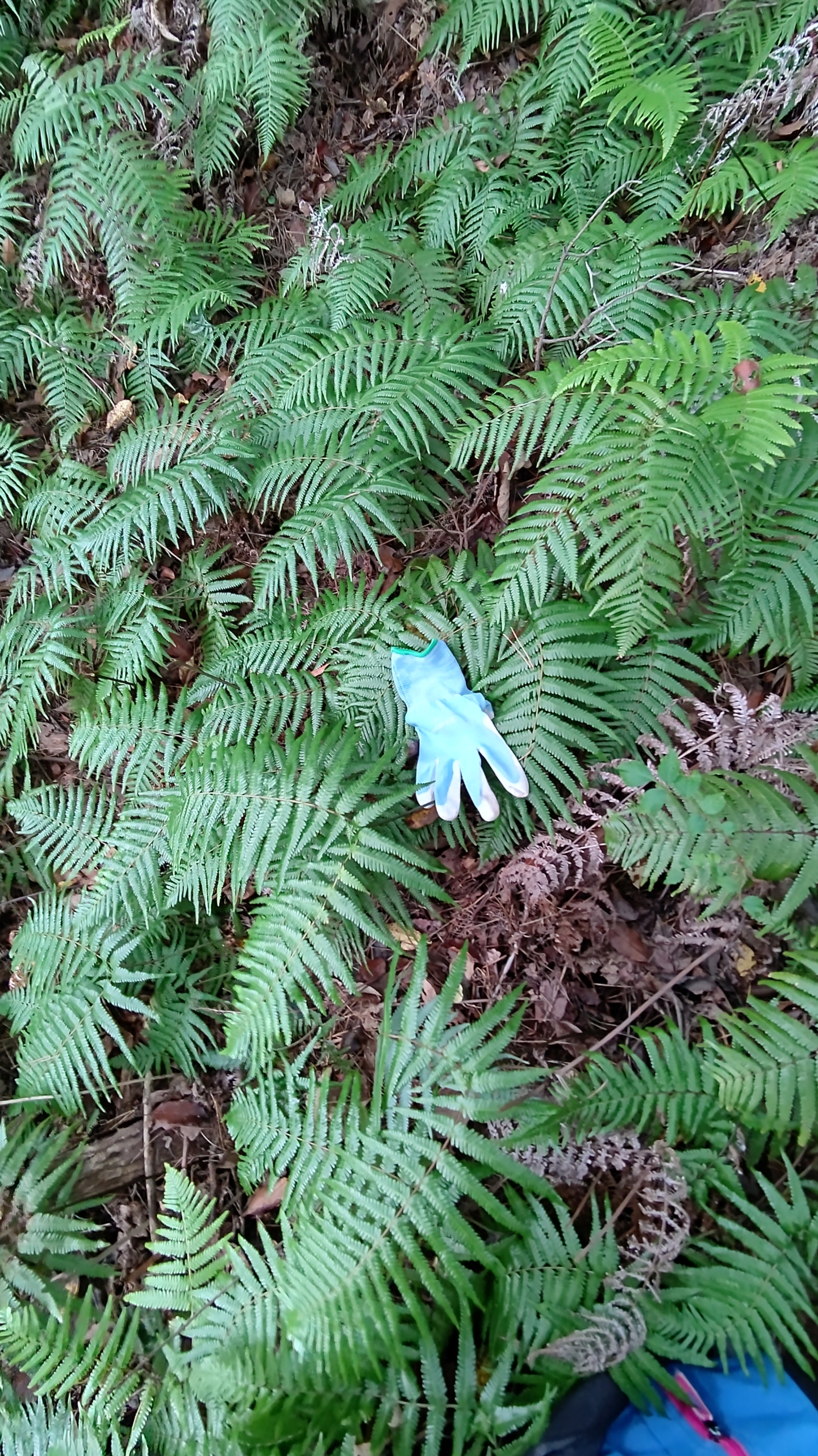 今年のウラジロは生育が遅いように感じます-2022-10-27