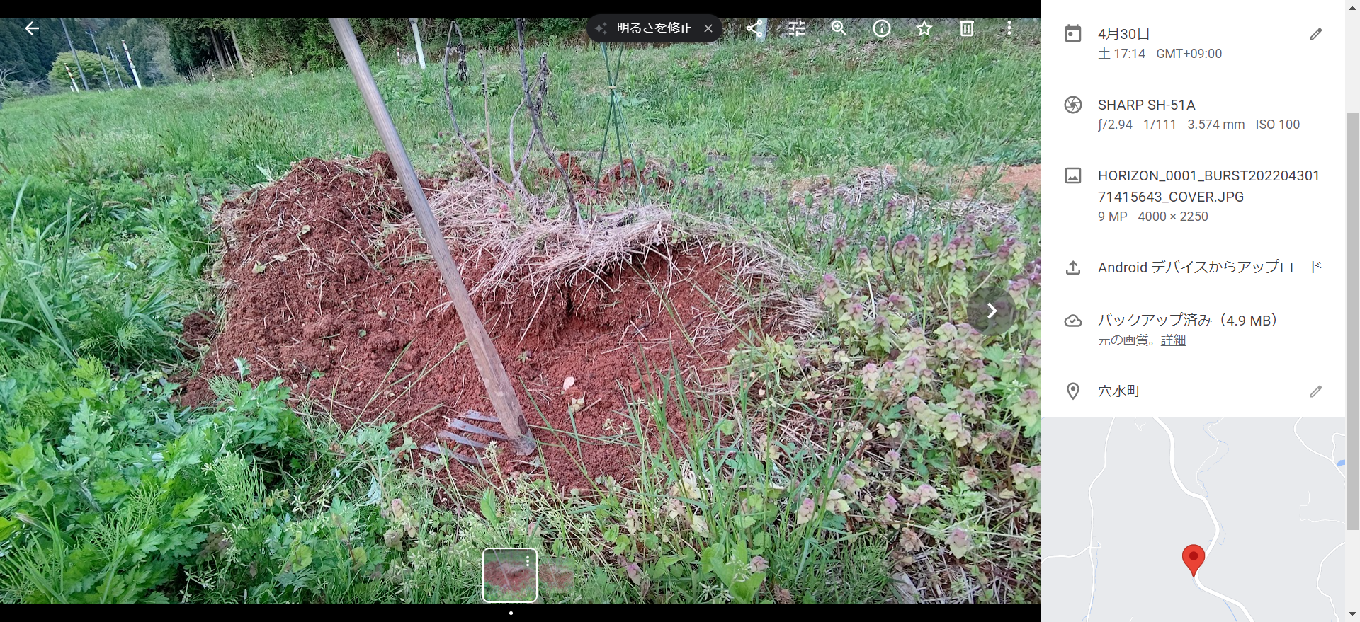 ヤーコンで野良生えが出来ないか実験しました。失敗しました。全滅かも-2022-04-30