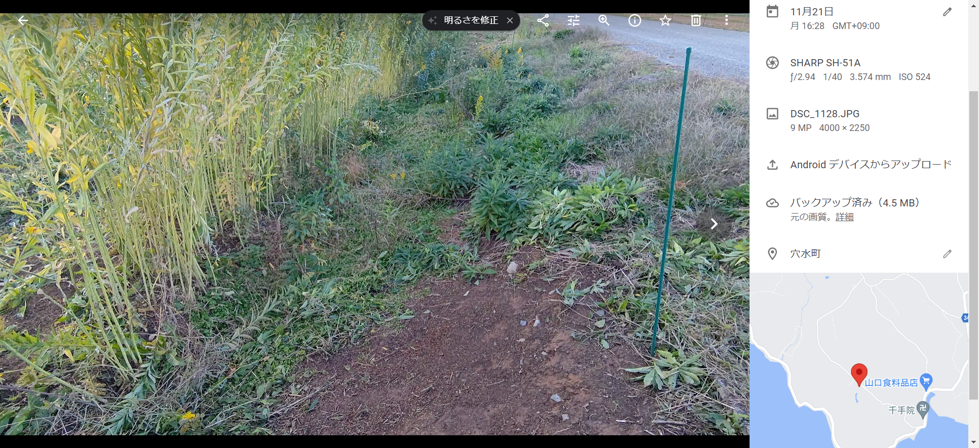 今年の春に試験栽培用のほ場の道路側の斜面にペニーロイヤルミントを植えてみた結果-2022-11-25