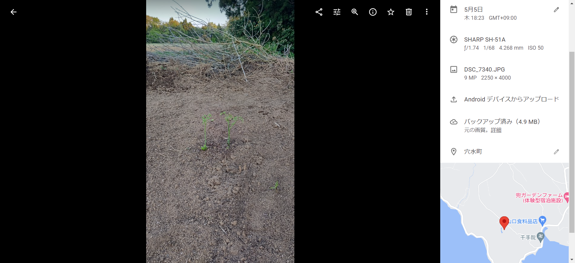 セイタカアワダチソウの根っこを除去してるけど、量が多すぎて終わらない-2022-05-05