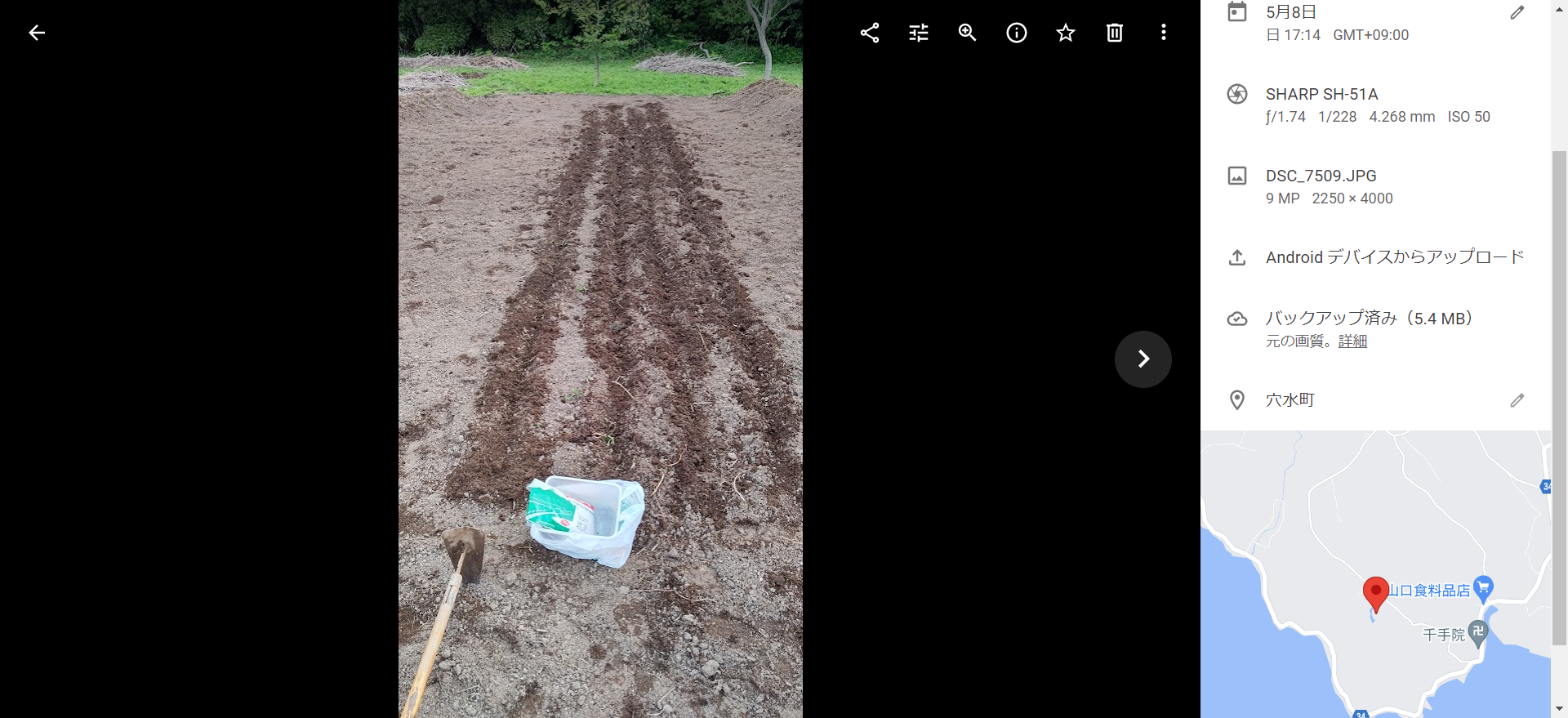 セイタカアワダチソウの除去が終わったところにはエンバクまいてます-2022-05-08