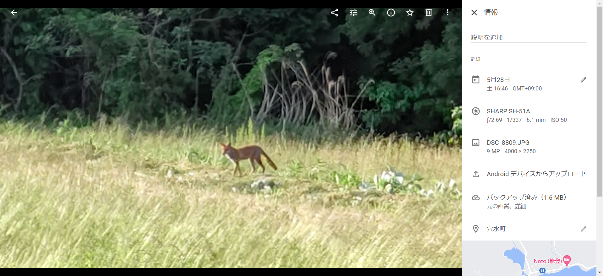 草刈りしてる。キツネが出てきた-2022-05-28