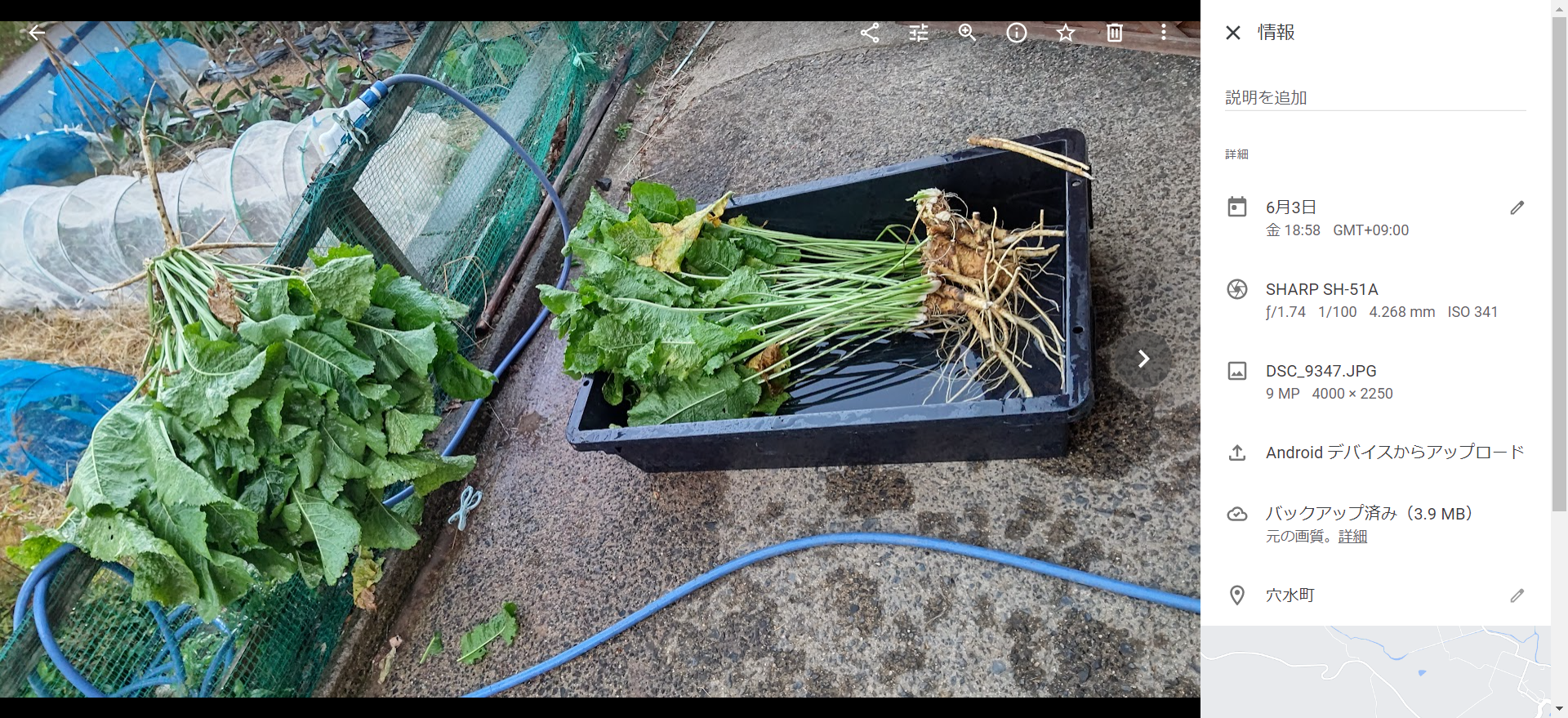 イノシシが荒らした跡地に西洋わさびを移植しました-2022-06-04