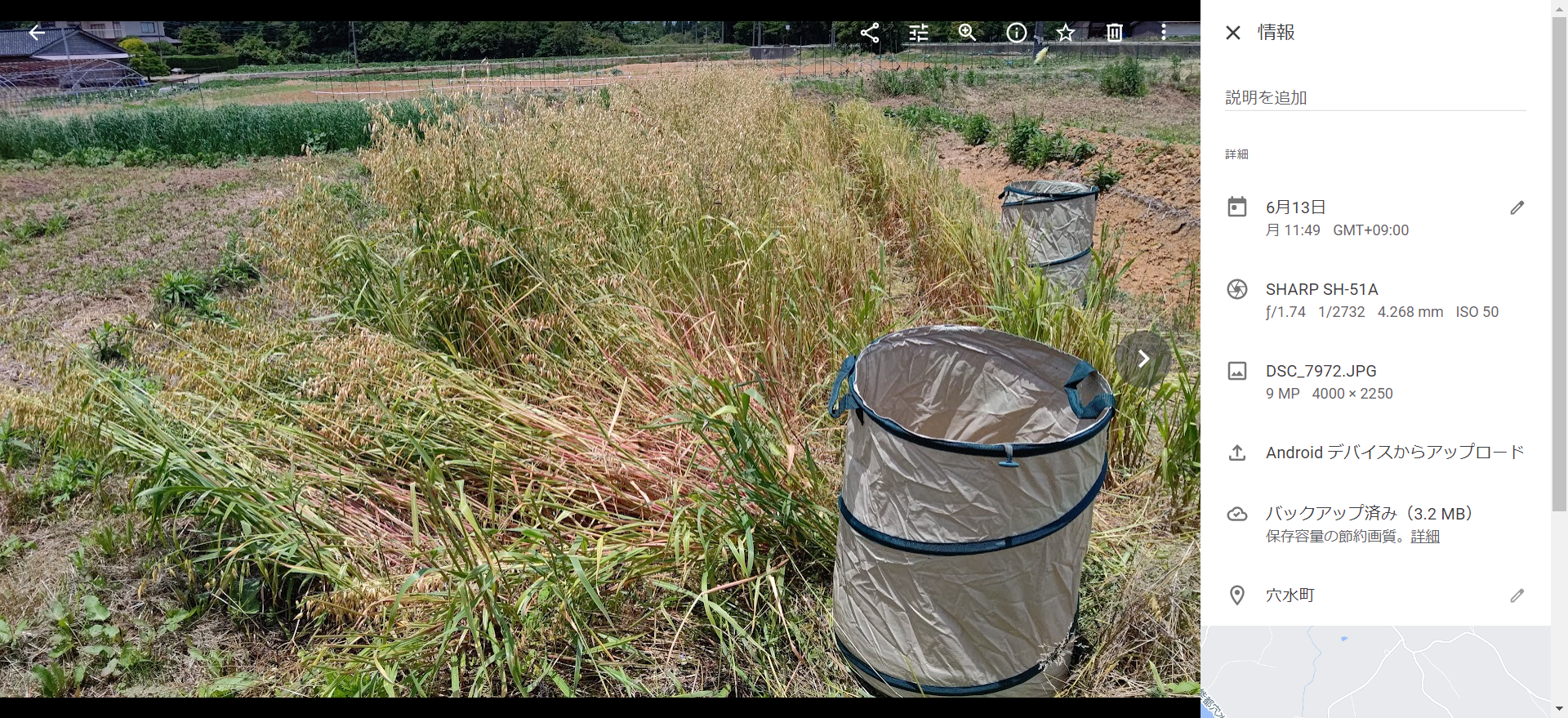 明日から雨らしいので、エンバクの刈り取りです-2022-06-13