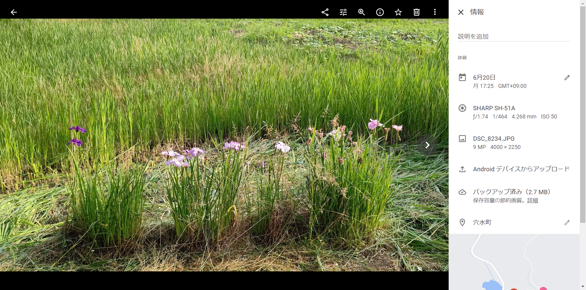 今年もエゾサクラの下にある花しょうぶが満開です-2022-06-20