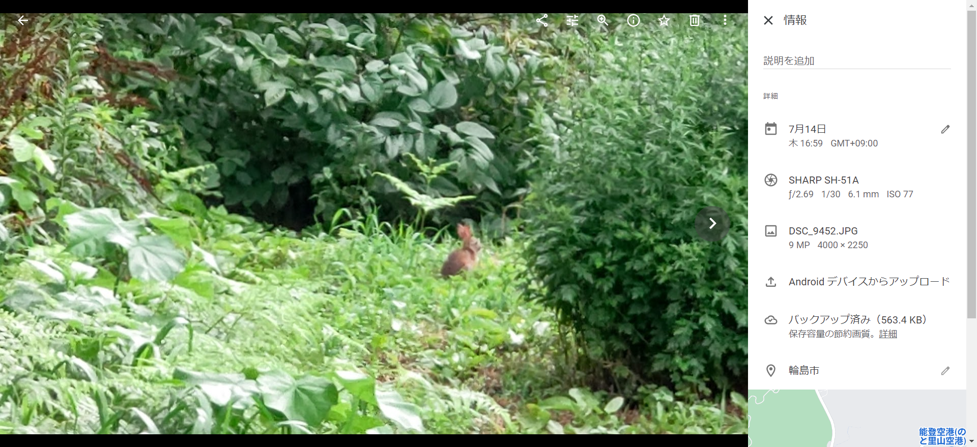 野うさぎです-2022-07-14