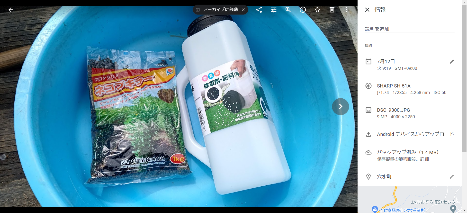 クロタラリアが発芽してきた-2022-07-19