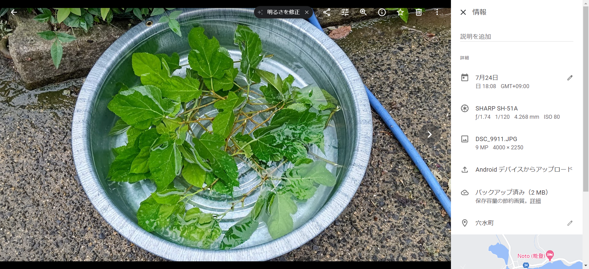 桑の枝で、さし木を作ってみる-2022-07-24