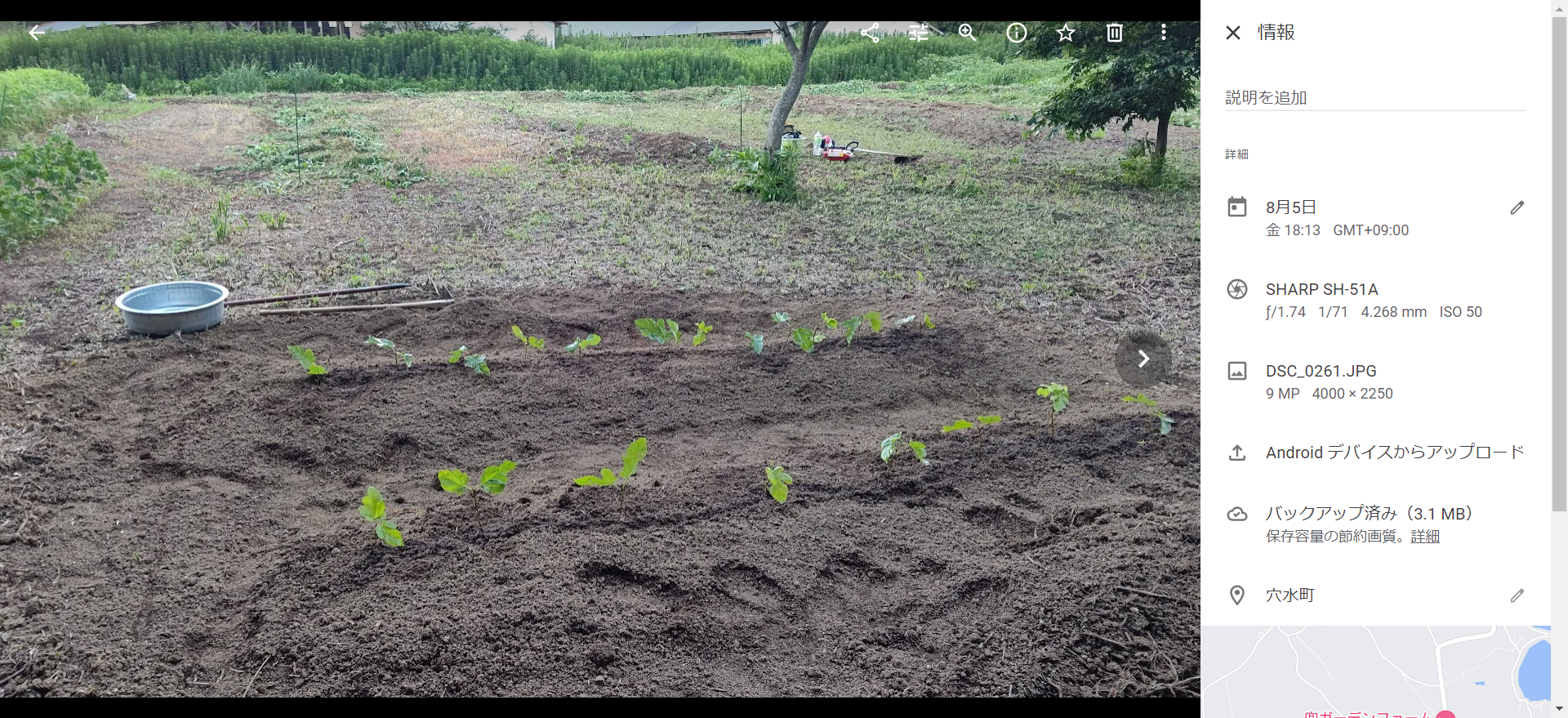 桑の挿し木を２０本-2022-08-06