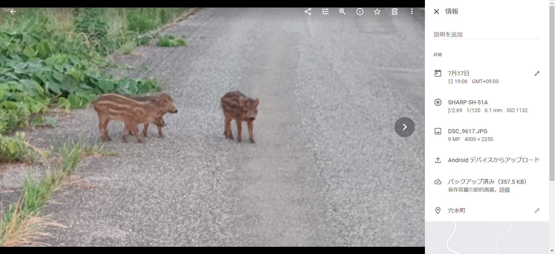 今年初めてイノシシの子ども(うり坊)を見ました-2022-07-17