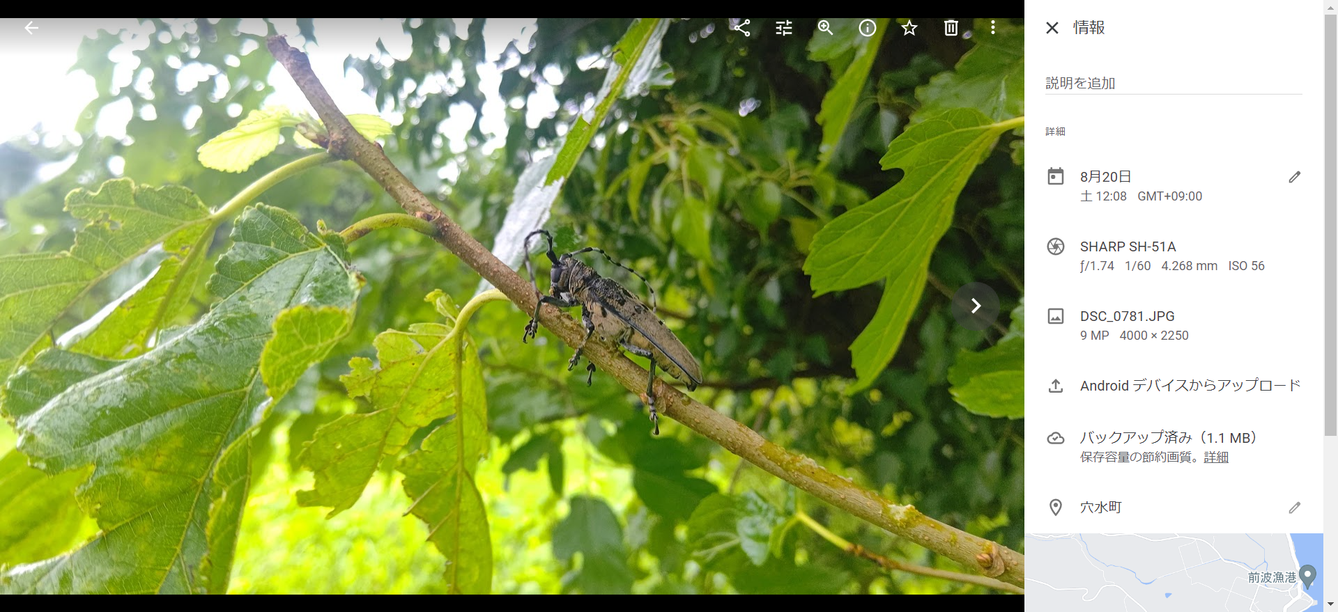 カミキリムシが雨宿りをしてた-2022-08-20