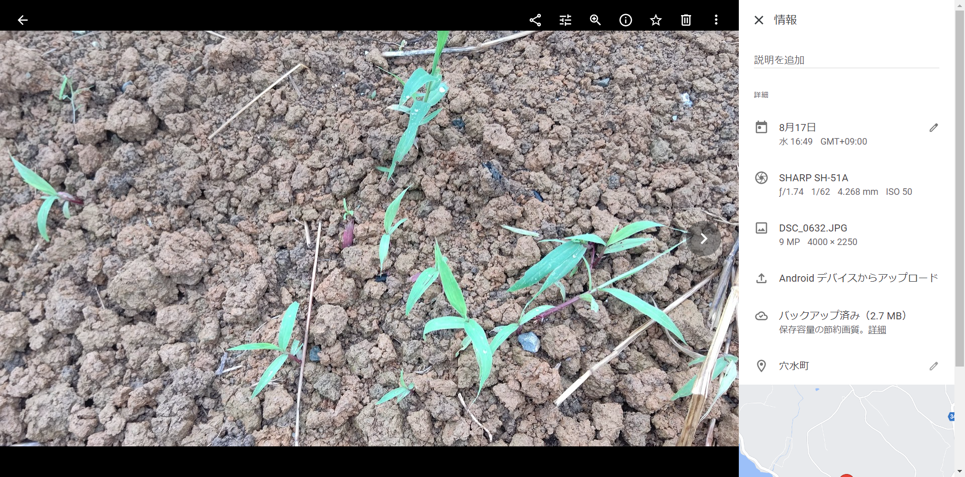 スイートソルガムは発芽してました-2022-08-17