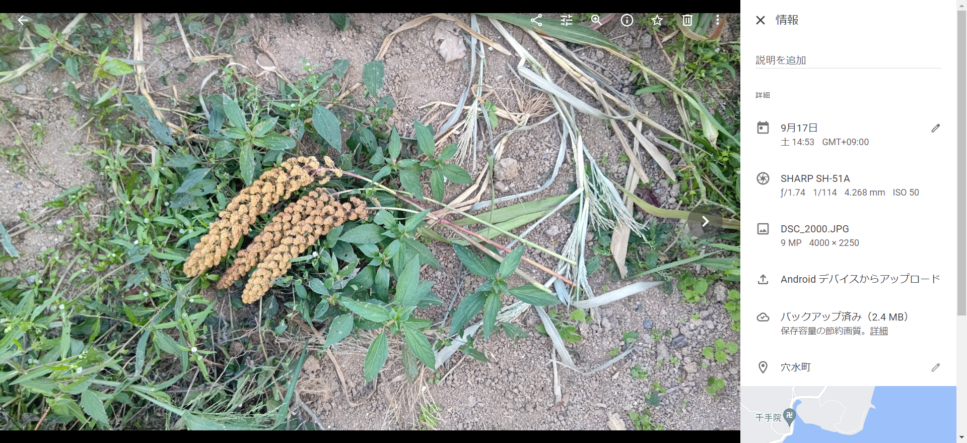 野菜の収穫時期は動物や鳥に聞くといい、と私は勝手に思ってます-2022-09-17